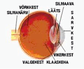 Võrkkest