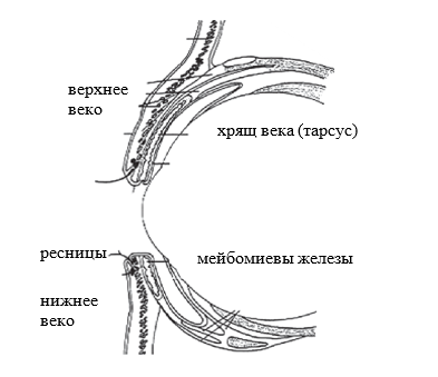 Края Век Фото