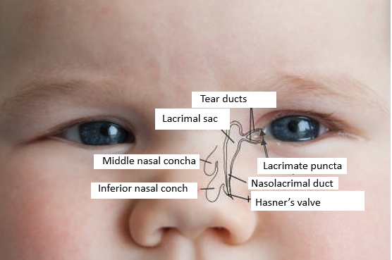Close-up of a baby's face with a diagram on the side</p>
<p>Description automatically generated
