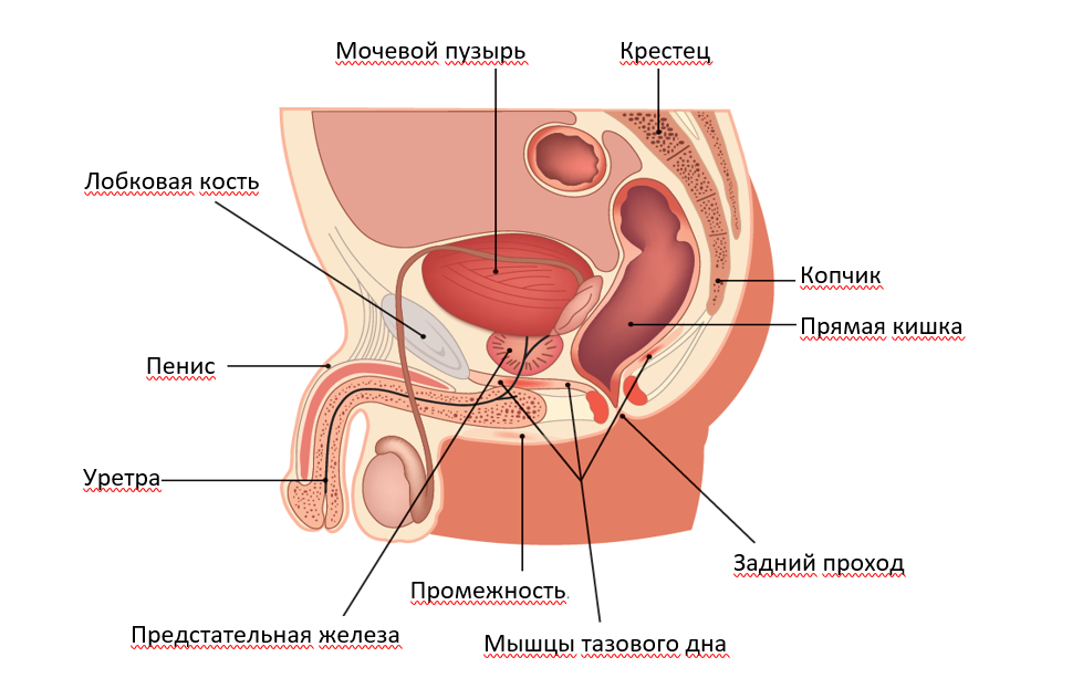 Лобковая Кость У Мужчин Фото Где Находится