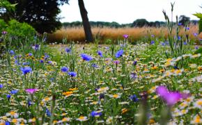 midsummer