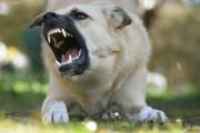Angry dog